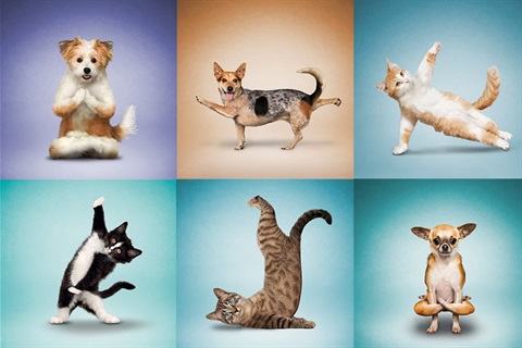 An image of cats and dogs in yoga poses